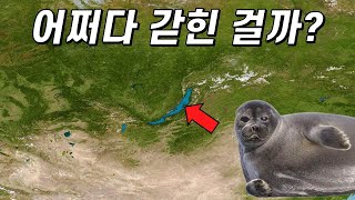 바다표범은 어쩌다가 시베리아 한복판에 있는 호수로 오게 됐을까?
