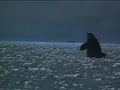 Free Willy 2 The Adventure Home