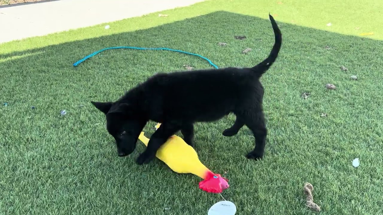 Ramey, an adopted mixed breed in Wasco, CA video 6/6