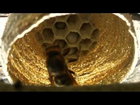 Sršeň staví hnízdo