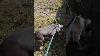 Video preview image #1 American Staffordshire Terrier-Unknown Mix Puppy For Sale in Jackson, MS, USA