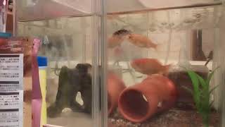 金魚餌やり