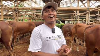 Download lagu KUNCI SUKSES TERNAK SAPI DI ERA WABAH PMK 🔥🔥 mp3 Download lagu KUNCI SUKSES TERNAK SAPI DI ERA WABAH PMK 🔥🔥 mp3