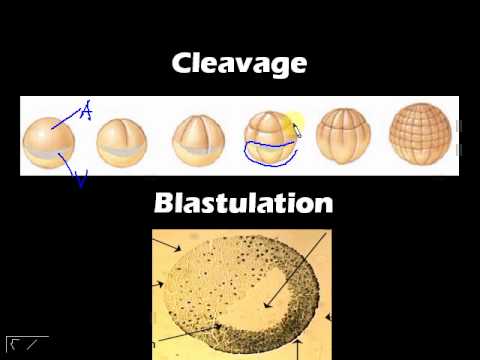 Bio 23 Lab 001 Vertebrate Embryology: Amphibian (also Z113 EX2)