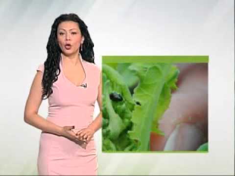 Zelena prognoza 8.4.2015. - Stanje u usevima uljane repice