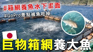 [問卦] 紅魽♥青魽♥白魽♥平政♥寒鰤