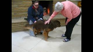 Video preview image #1 Golden Retriever-Unknown Mix Puppy For Sale in Enfield, CT, USA