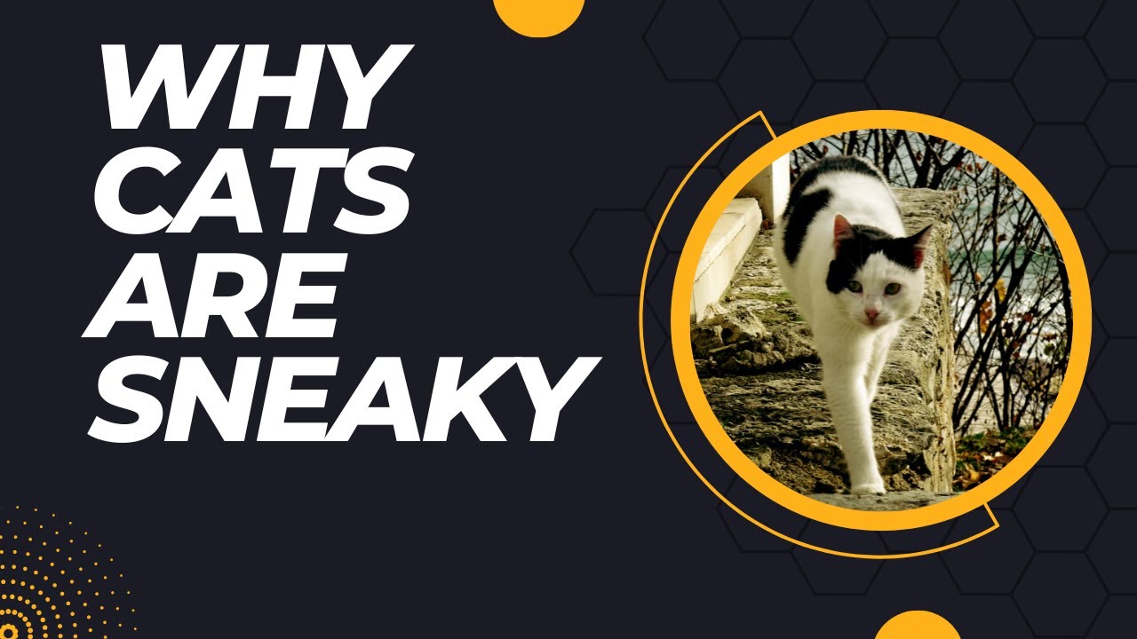 The Secret Life of Cats: Why Are They So Sneaky?