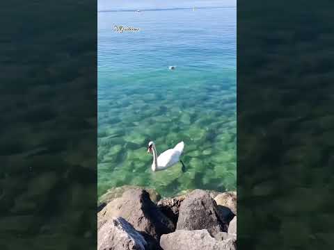 LAKE GENEVA IN SWITZERLAND #travel #switzerland #highlights #beautiful #view #lake #geneva