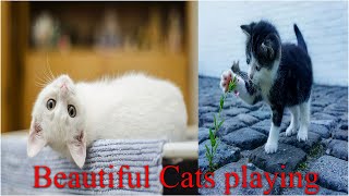 Beautiful funny cats and kitten video compilation| naughty pets