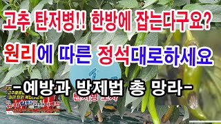 고추 탄저병 예방과 치료 정석. 원리적 방법으로 해결하세요. 고추탄저병 예방과 방제법 총망라-탄저병균 특성,…