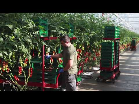 Gewächshausproduktion Tomaten und Paprika in Alperstedt, Thüringen, Deutschland