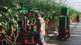 Gewächshausproduktion Tomaten und Paprika in Alperstedt, Thüringen, Deutschland