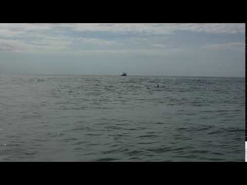 6 16 18 DOLPHIN ADVENTURE SAT 9 AM   21  ++++