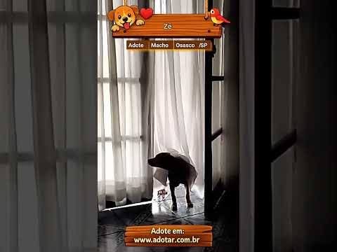 Vídeo de Zé