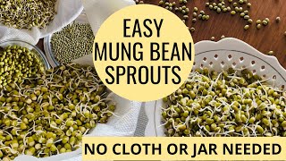 How To SPROUT MOONG (MUNG) BEANS At Home Using Paper Towel - EASY Method