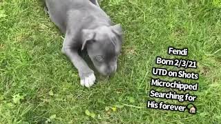 Video preview image #2 American Bully Puppy For Sale in OVERLAND, KS, USA