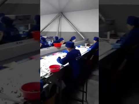 Процесс проверки и сортировки фундука