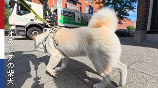 オランダ ゴミ収集事情｜ 柴犬柿丸・オランダ散歩と環境音
