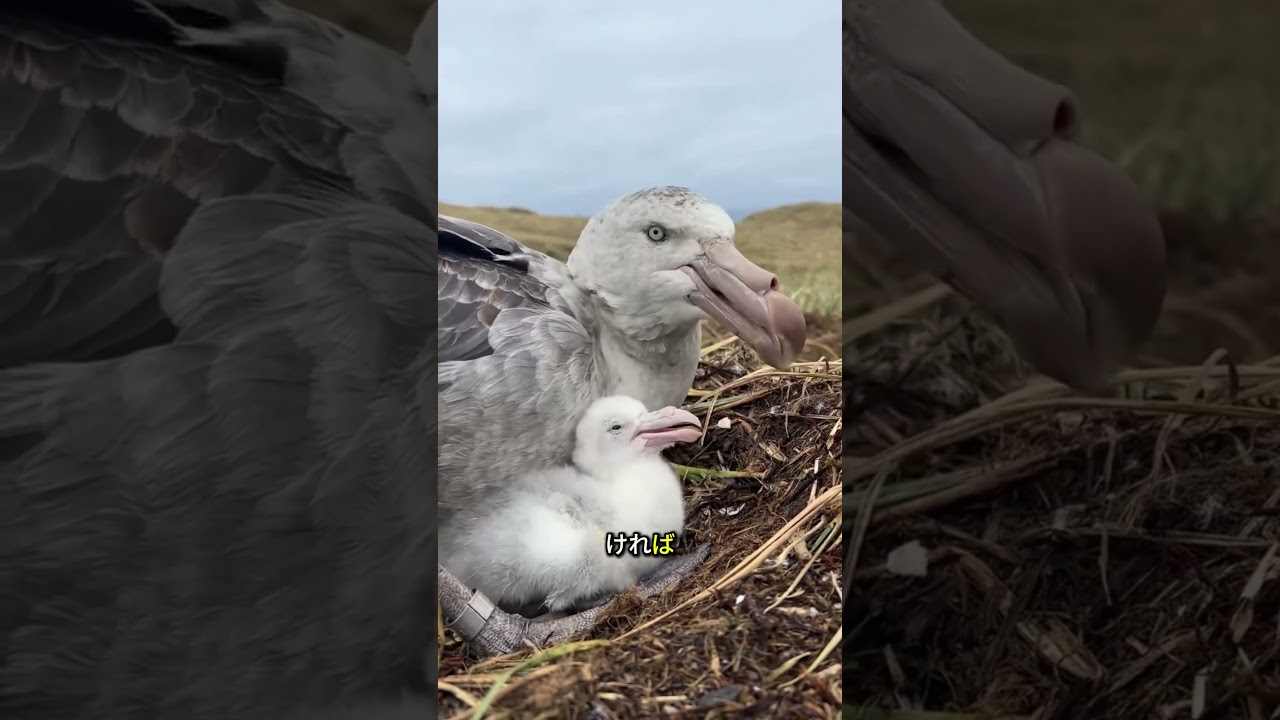 カモメの識別欠陥
