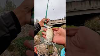 大爷人真好 钓鱼  钓鱼王疯钓鲫