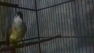 Download lagu pancingan kapas tembak , kapas tembak bahan cepat bunyi full tanpa iklan mp3