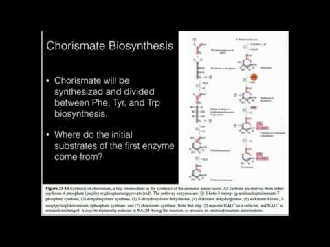 Chorismate, Phenylalanine, Tyrosine Biosynthesis