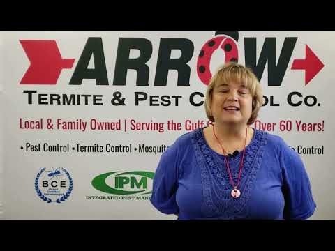 Good Bug, Bad Bug - Are Termites Good, or Bad?