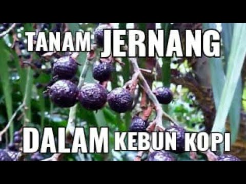 Intinya hiu untuk potensi Yang membutuhkan penis kecil