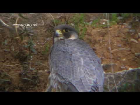 Halcón peregrino ( Falco peregrinus ) Peregrine
