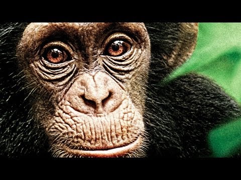 Trailer Schimpansen
