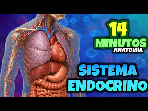 Human Endocrine System - 14 minutes #anatomy #study #medicine #shortvideo #endocrine