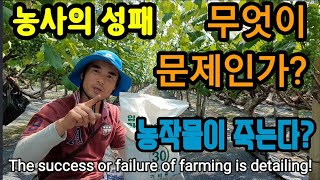 농사는 디테일 강해야! 마그네슘ㆍ망강결필되면.. The success or failure of farming…