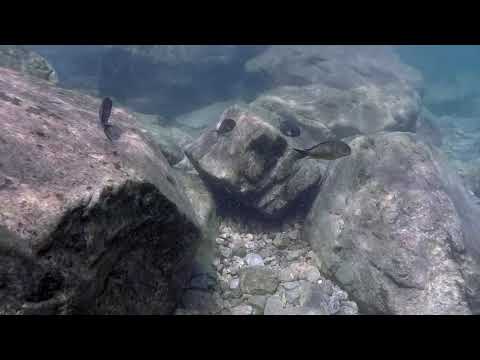 Tropheus sp lunatus a Hapa Ingii Fara