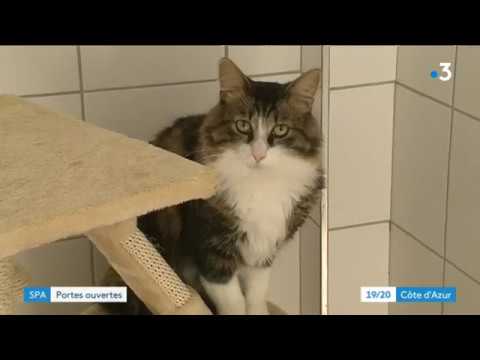 download lagu mp3 mp4 Spa Cannes Animaux, download mp3 Spa Cannes Animaux free downloadn, video klip Spa Cannes Animaux