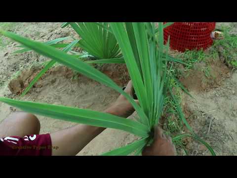 Diy Snake Trap Technology - Learning to make PVC Pipe snake trap
