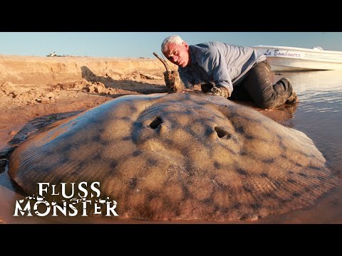 Der argentinische Süßwasserstechrochen: Der lautlose Killer | S3 E05 | Fluss Monster