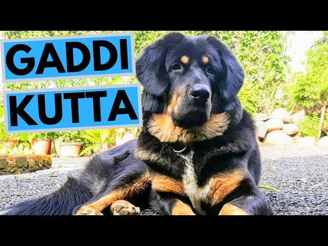 Video Pronunciation of gaddi in English