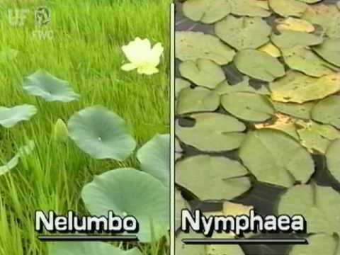 download lagu mp3 mp4 American Lotus Plant, download lagu American Lotus Plant gratis, unduh video klip American Lotus Plant