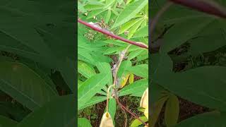 Download lagu Wereng Coklat Ngantri #wereng #shorts #fyp mp3 Download lagu Wereng Coklat Ngantri #wereng #shorts #fyp mp3