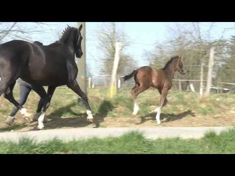 Hengstfohlen von Escolar / His Highness