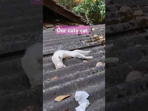 Our cuty cat