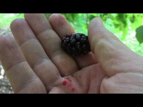 Mulberry Tree : Uses & Identification of Morus spp.