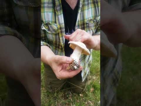 Svamp för alla - Bolmörtsskivling, Entoloma sinuatum