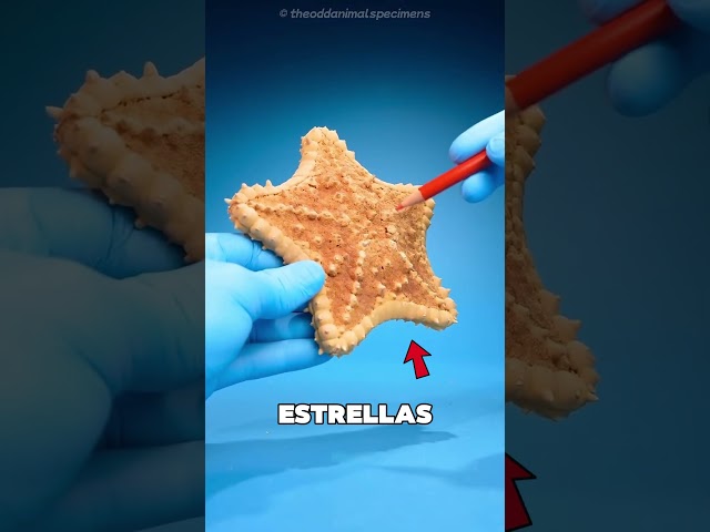 Vídeo relacionado con Toysmith Juego de 3 vasos de pared para estrellas de mar, color azul neón, rosa y verde