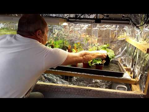 MarsHydro SP150 LED Grow Lights My Personal Review 🍅 Tomato Identification Lost Labels ♻️ 1 of 2