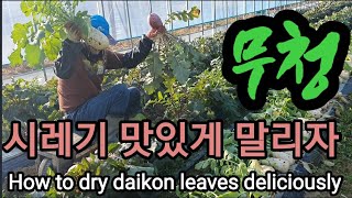 무청 시레기 잘 말리는 방법 How to dry daikon leaves deliciously