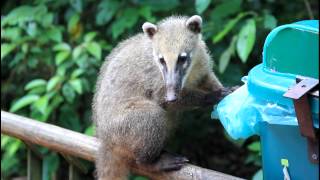 Iguazu Wasserfälle Nasenbären & Toucan - Coatis at Iguacu Falls Argentina
