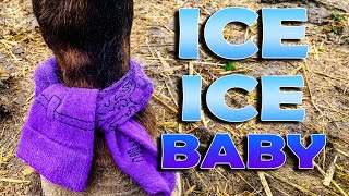 The Ice Angel - Awesome Product For Icing Your Horses Legs!