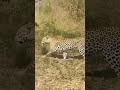 The MOST Beautiful leopard!!!